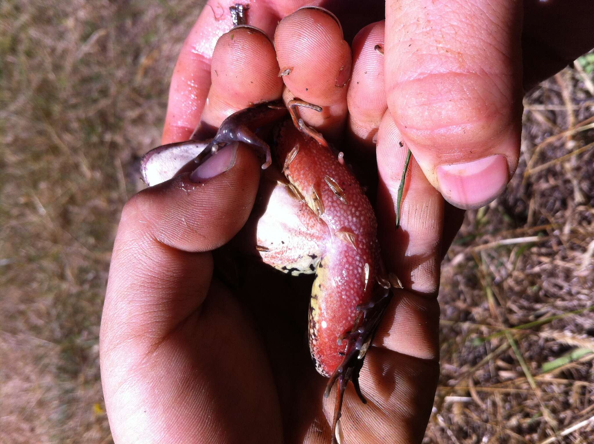 Image of Northern Red-legged Frog