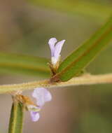 Image of Hovea asperifolia I. Thomps.