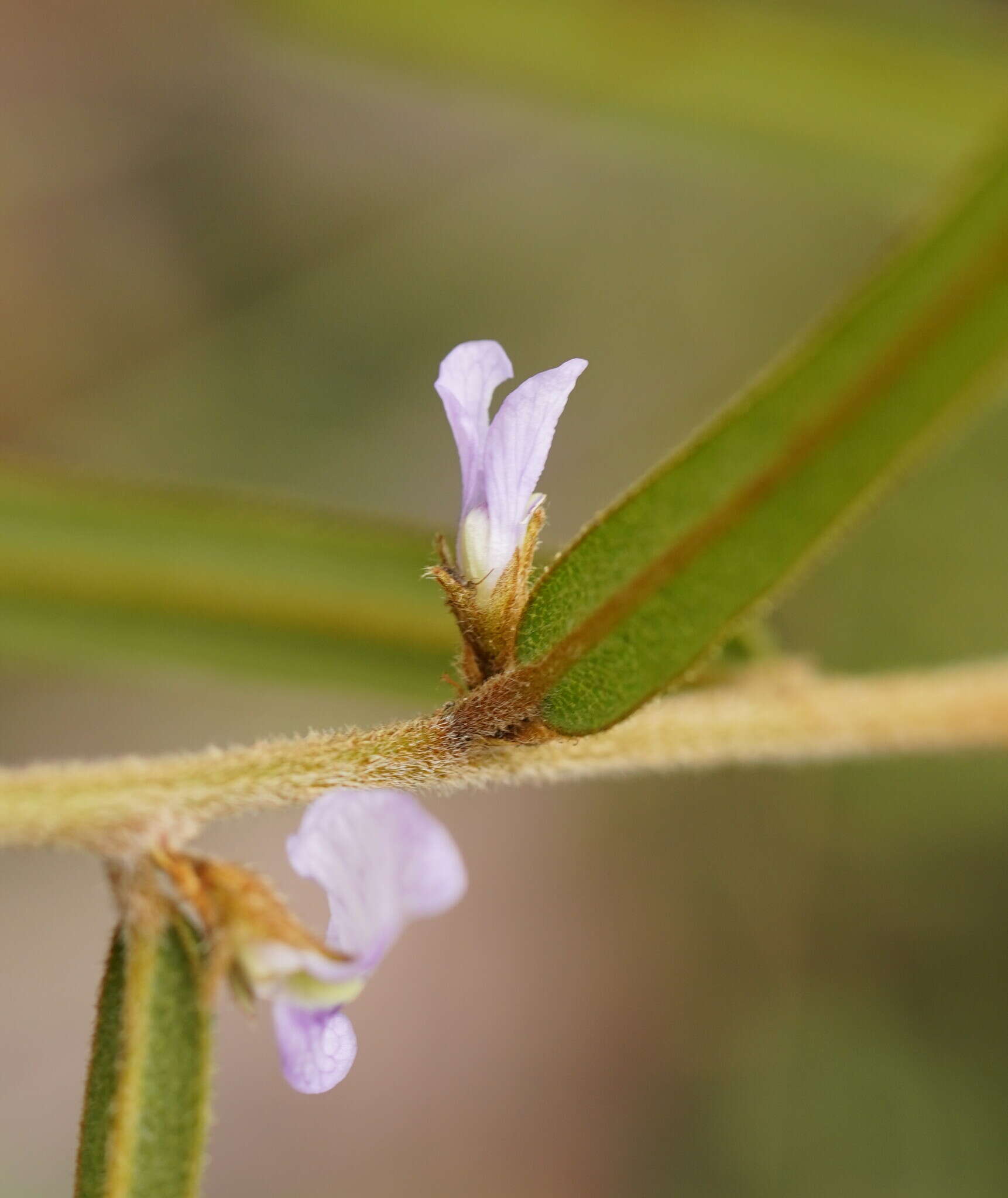 Hovea asperifolia I. Thomps.的圖片