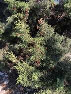 Juniperus phoenicea subsp. turbinata (Guss.) Nyman的圖片