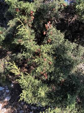 Слика од Juniperus phoenicea subsp. turbinata (Guss.) Nyman