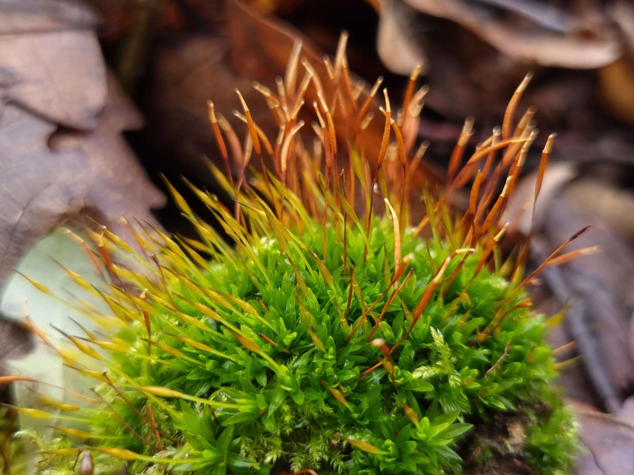 Image of tortula moss