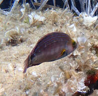 Image of Axillary Wrasse