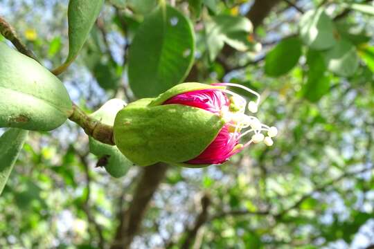 Слика од Sonneratia caseolaris (L.) A. Engl.