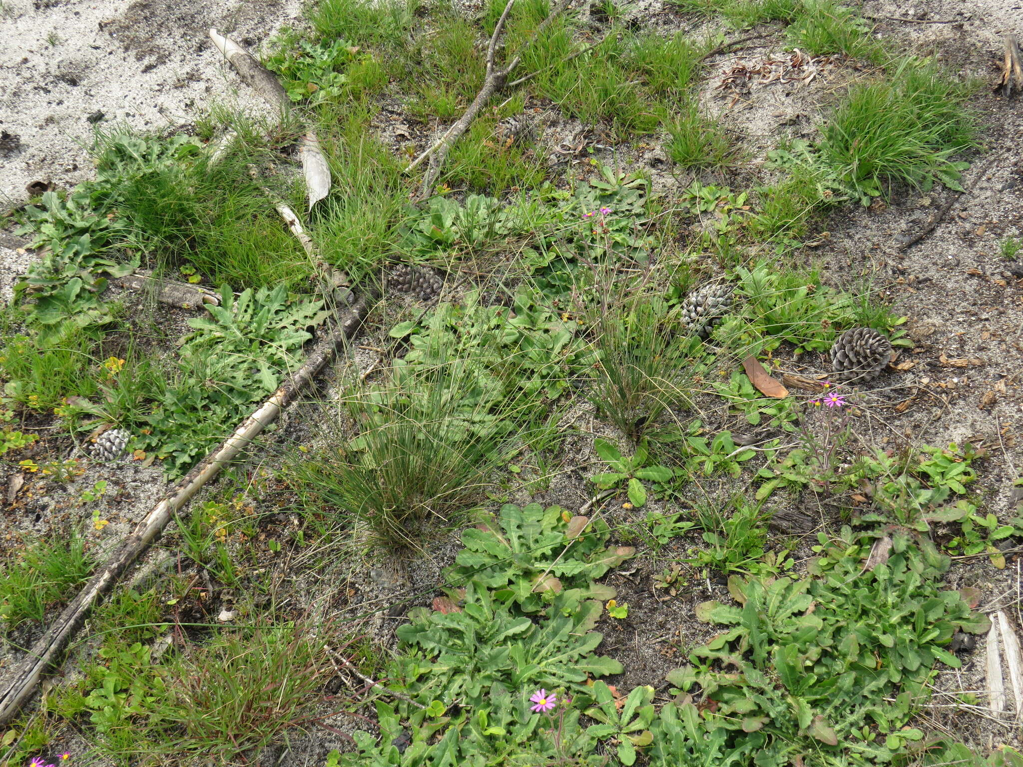 Image of Ficinia gracilis Schrad.