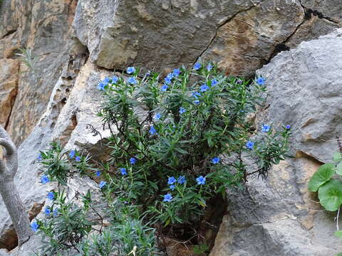 Plancia ëd Glandora rosmarinifolia (Ten.) D. C. Thomas