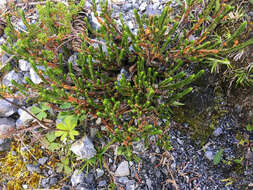 Image of white arctic mountain heather