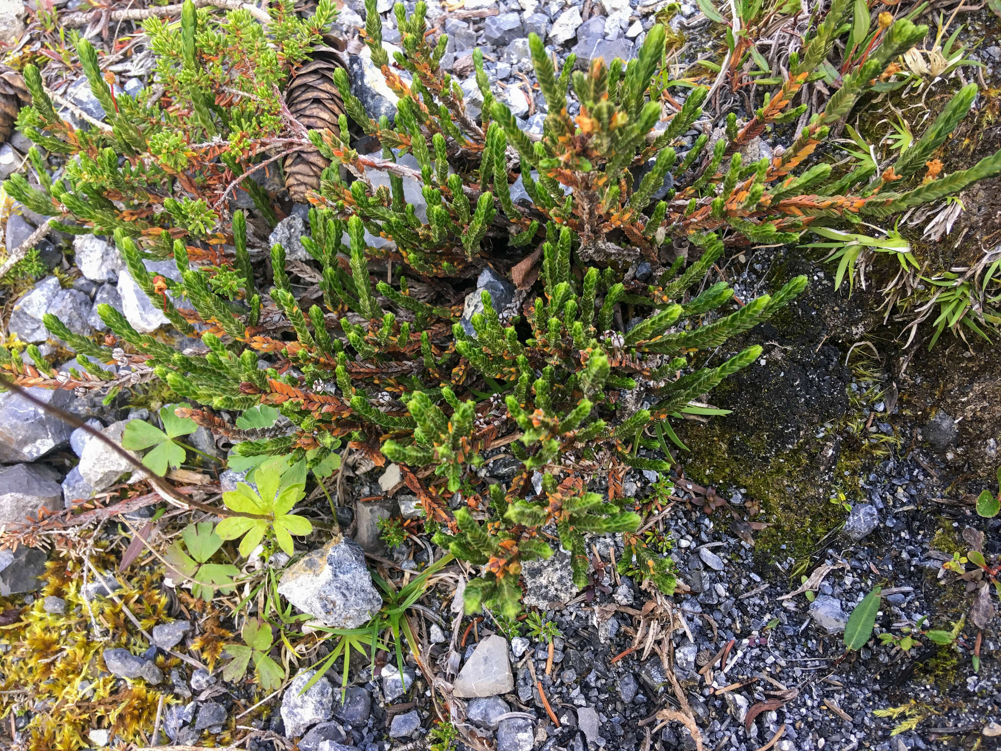 Image of white arctic mountain heather