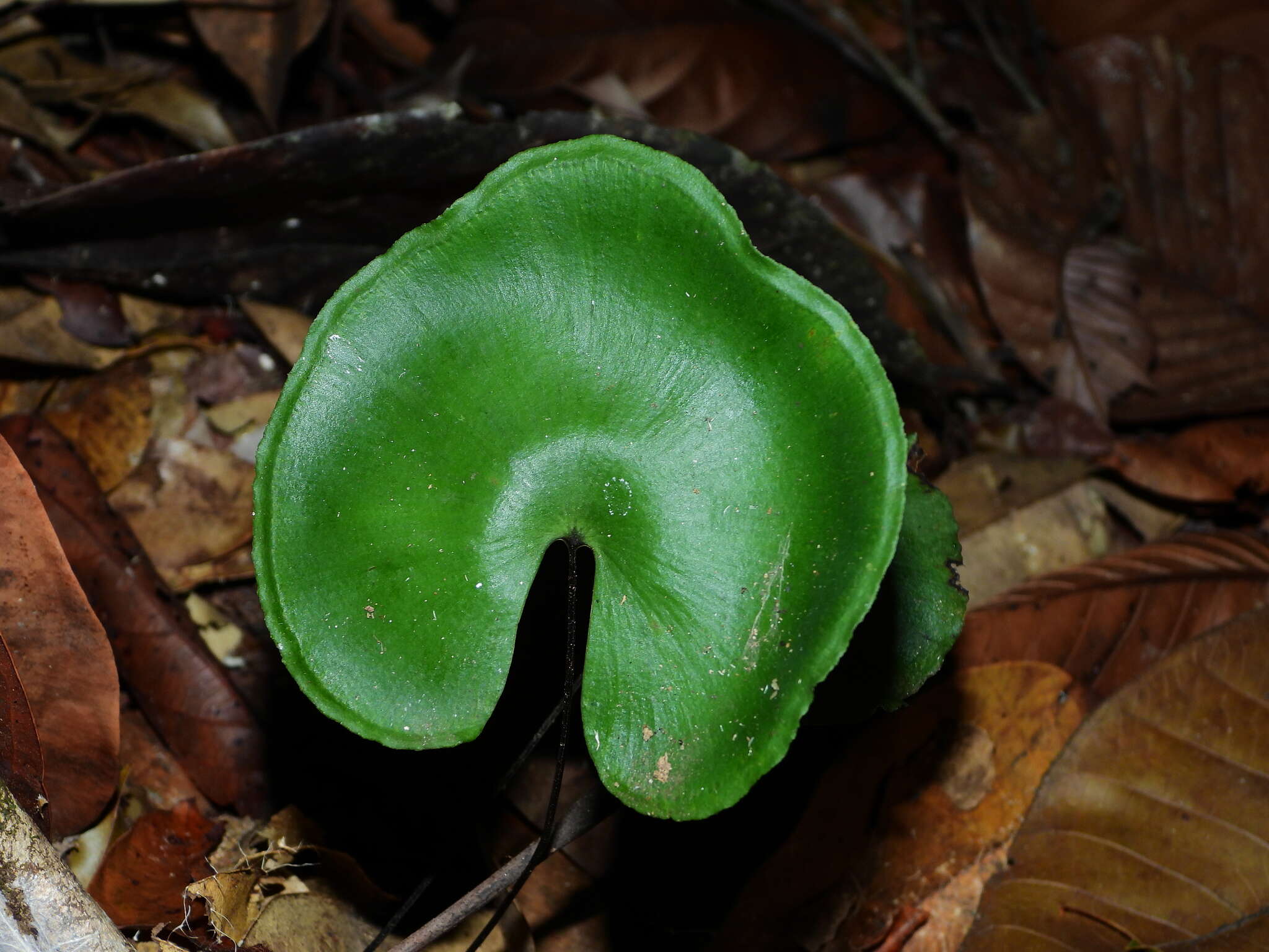 Image of Lindsaea reniformis Dryand.