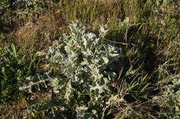 Image of Verbascum undulatum Lam.