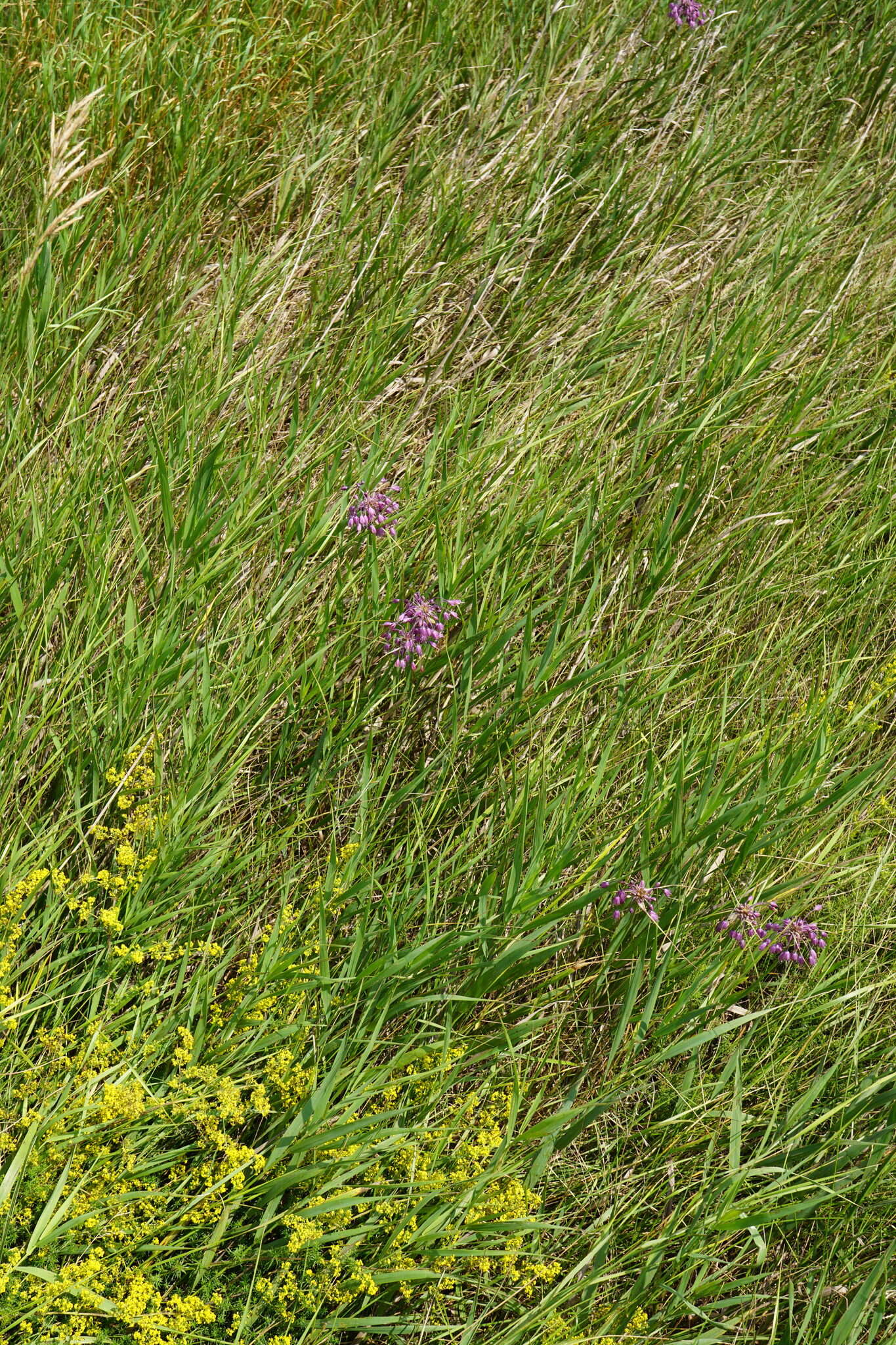 Image of Allium carinatum L.