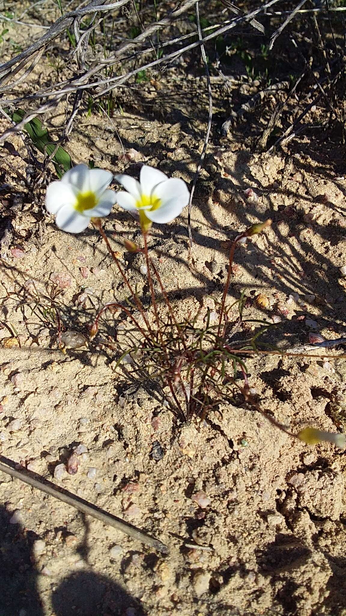 Image de Oxalis goniorrhiza Eckl. & Zeyh.