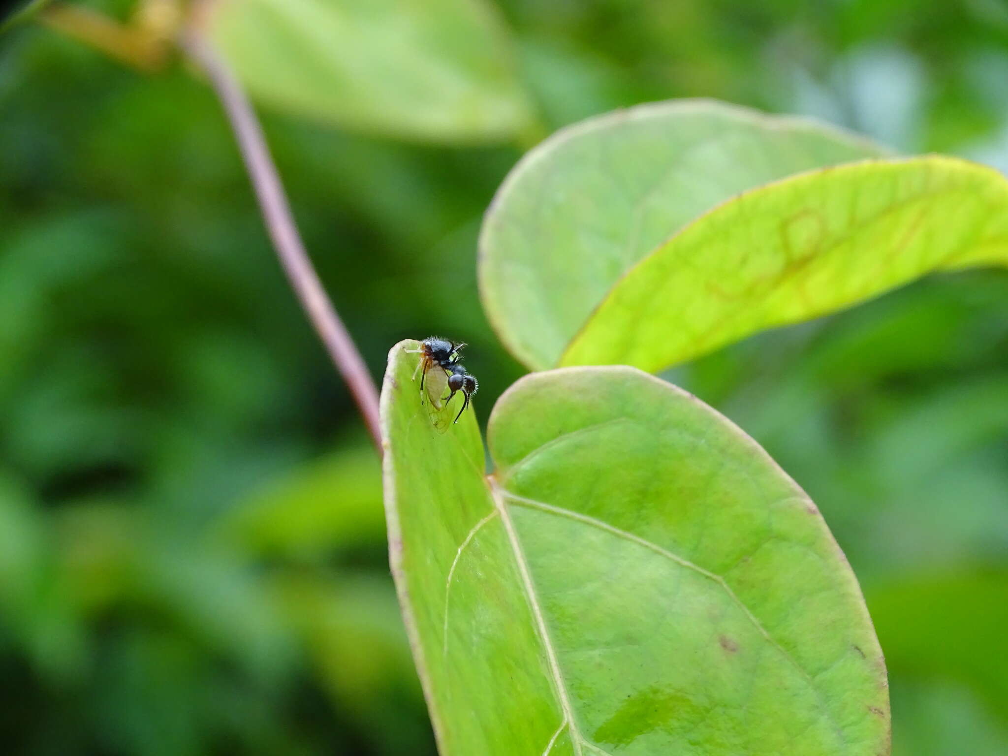 Image of Clubbed Treehopper