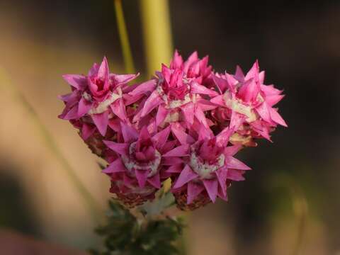 Sivun Lachnospermum umbellatum (L. fil.) Pillans kuva