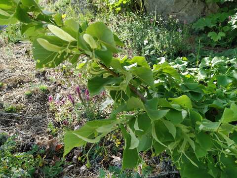 Image of Tilia croizatii Chun & H. D. Wong