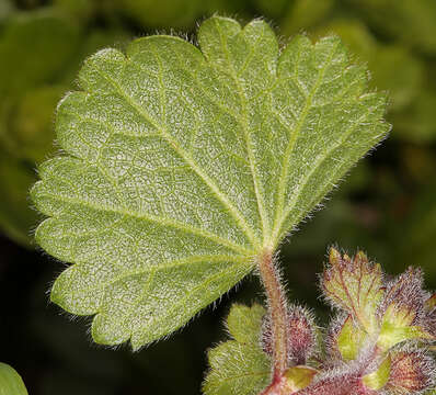 Image of dwarf checkerbloom