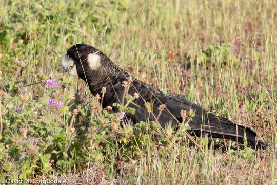 Image of Carnaby's Black Cockatoo