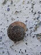 Image of Snail