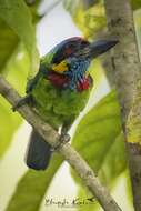 Image of Red-crowned Barbet