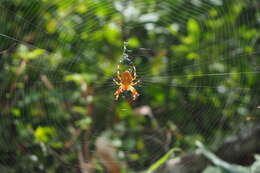 Image of Araneus ishisawai Kishida 1928