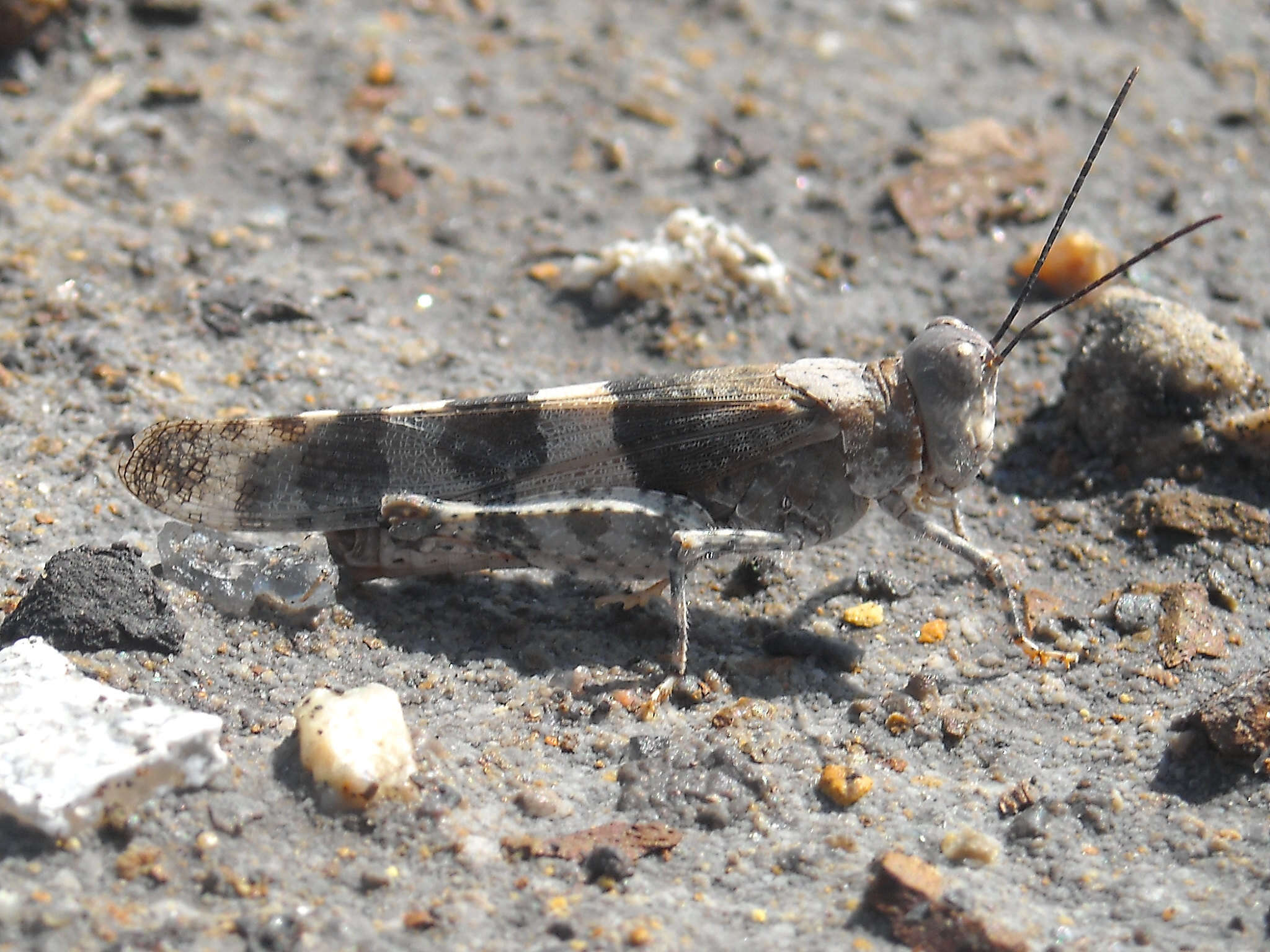 Image of Trimerotropis latifasciata Scudder & S. H. 1880