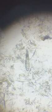 Sivun Demodex canis Leydig 1859 kuva