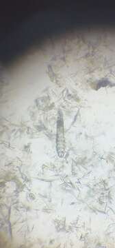 Image of Demodex canis Leydig 1859