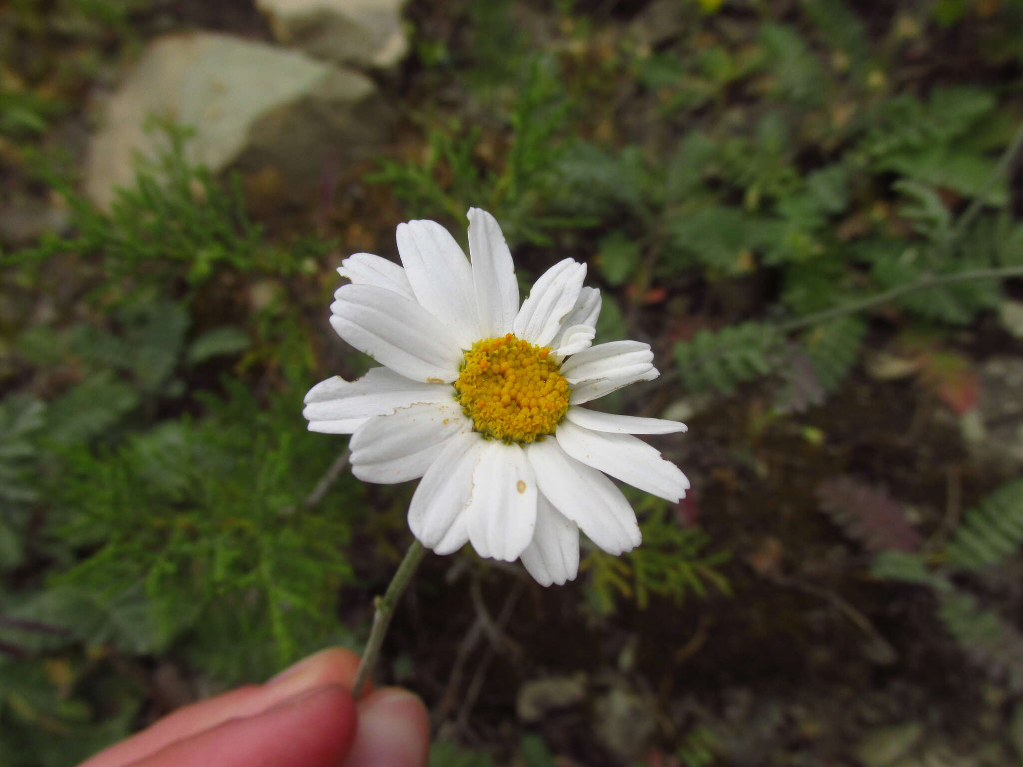 Tanacetum poteriifolium (Ledeb.) Grierson的圖片