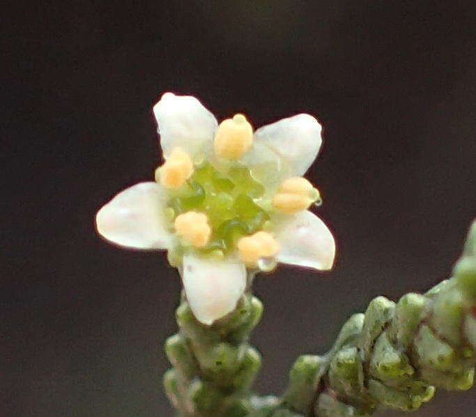 Image of Diosma prama I. Williams