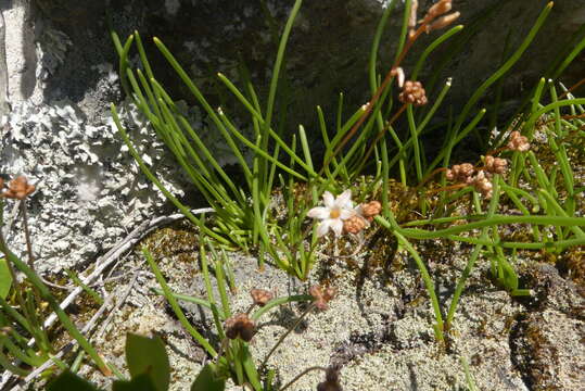 Image of Drimia salteri (Compton) J. C. Manning & Goldblatt