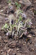 Image of narrow-leaf pasque-flower