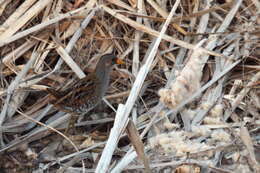 Image of Spotted Crake