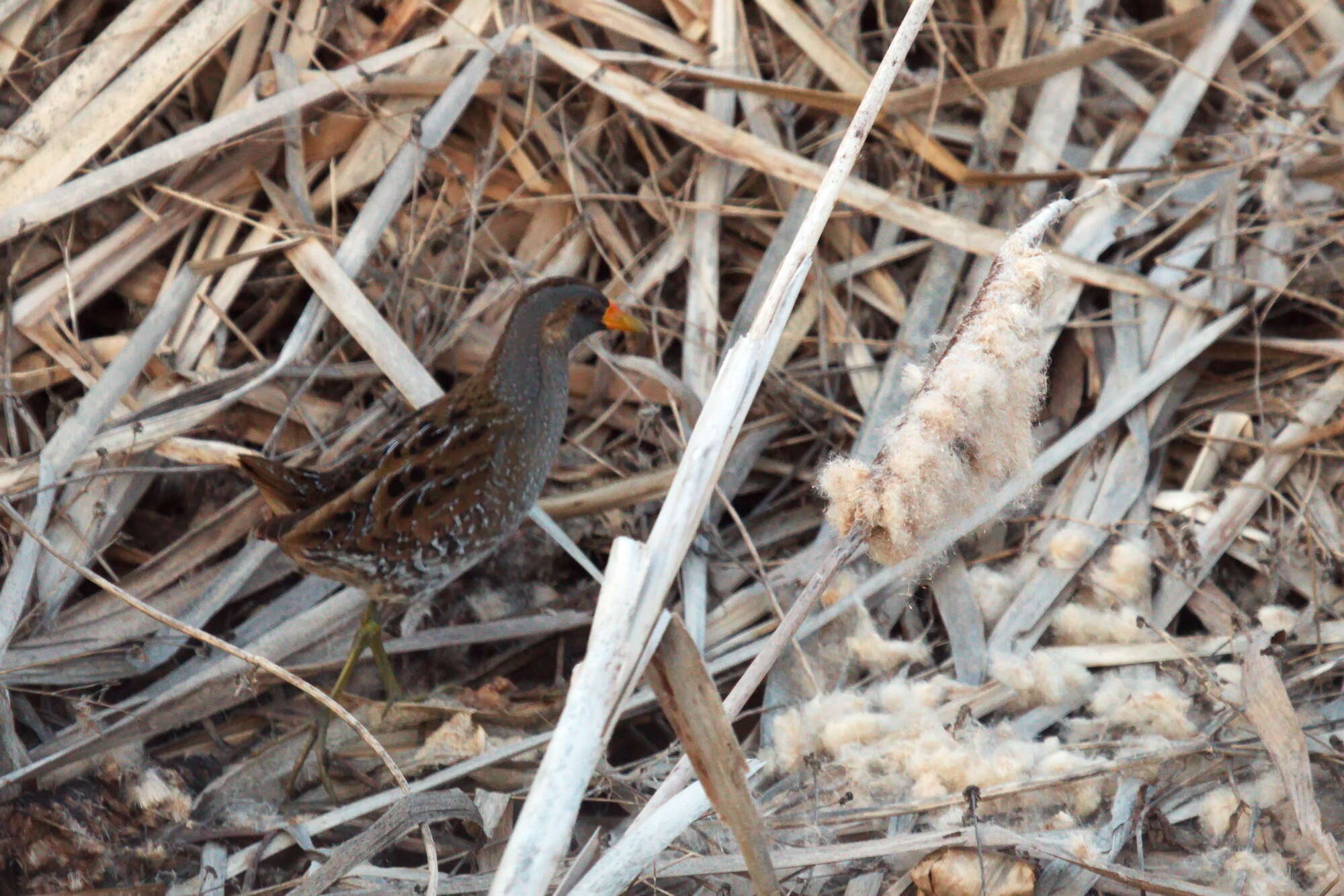 Image of Spotted Crake