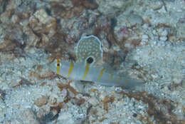 Image of Randall's prawn goby