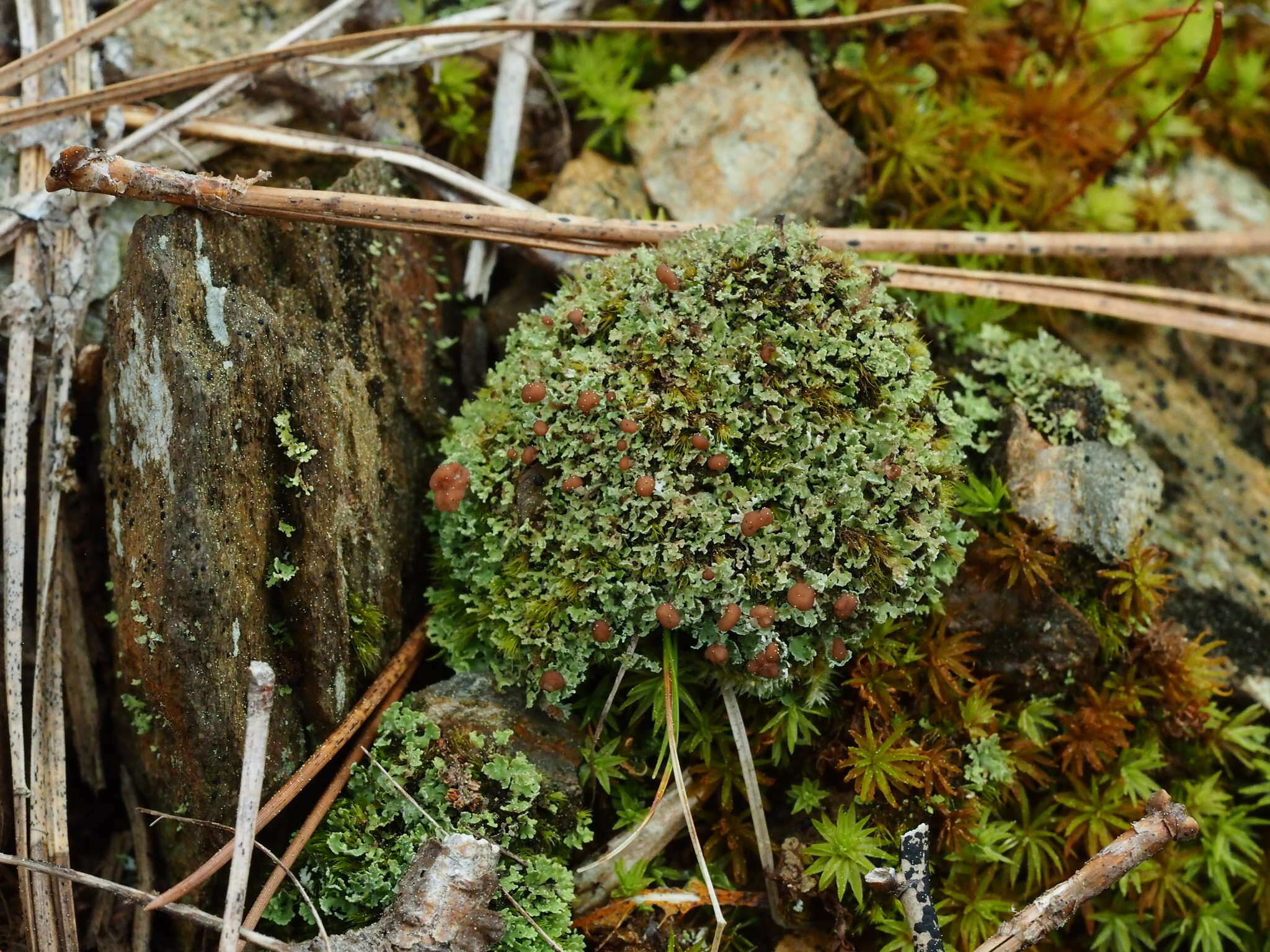 Image of cup lichen