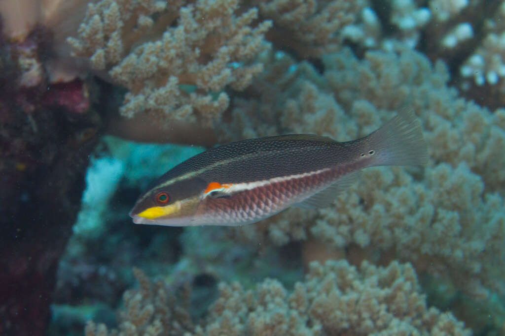 Image of Red-shoulder wrasse