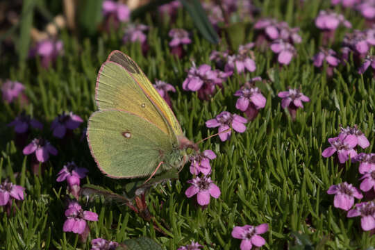 Image of Hecla Sulphur