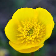 Image of Ranunculus albertii Regel & Schmalh.