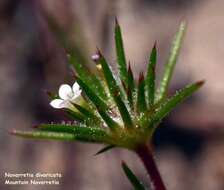 Image of divaricate navarretia