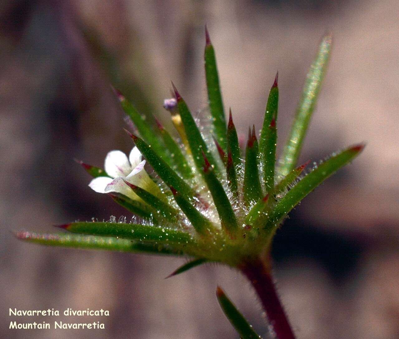 Image of divaricate navarretia