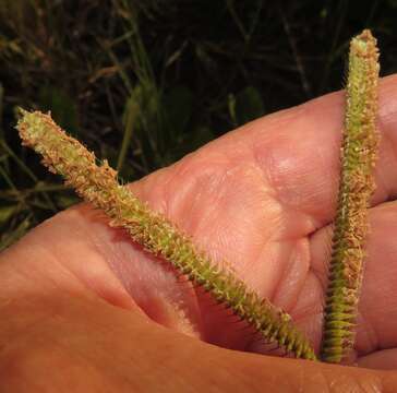 Image of Dactyloctenium geminatum Hack.