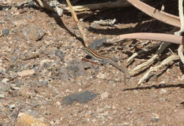 Image of Boettger's Lizard