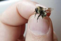 Image of Frigid Bumble Bee