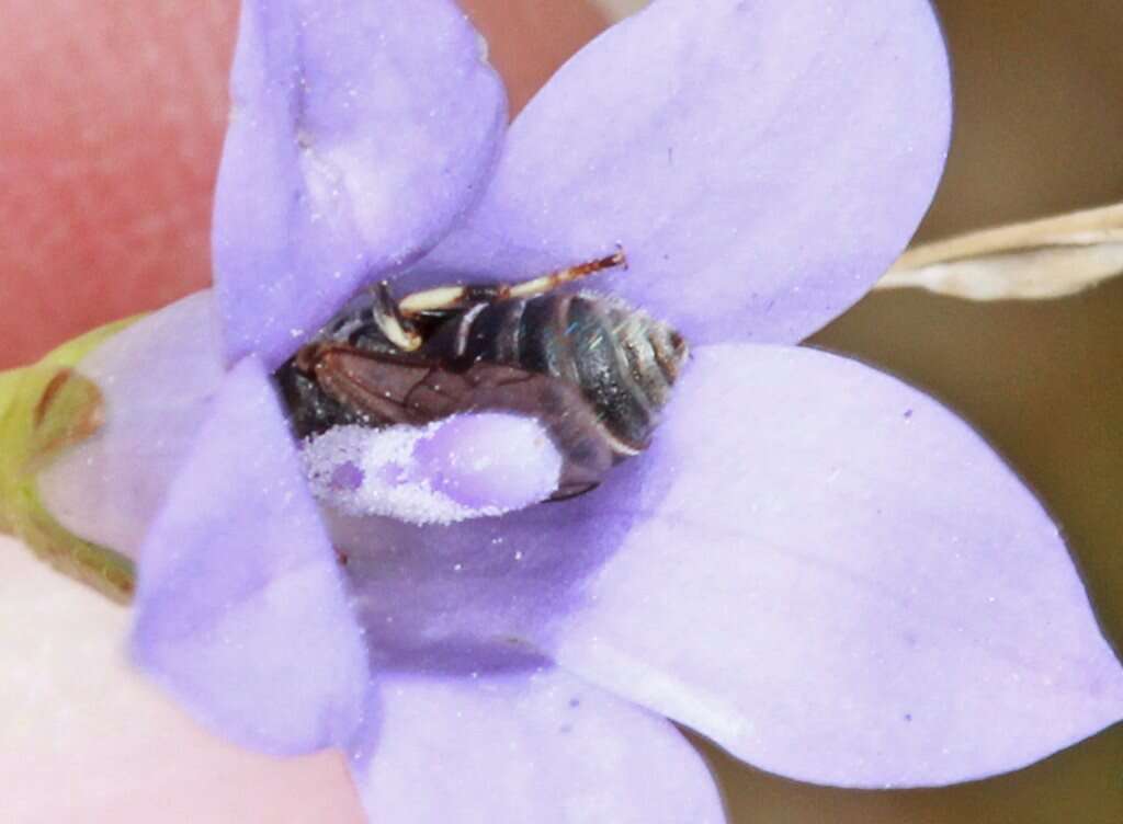 Image of Hylaeus albocuneatus (Cockerell 1913)