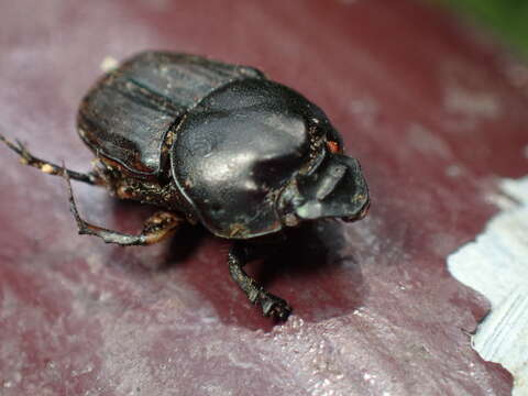 Image of Liatongus pugionatus (Boheman 1858)