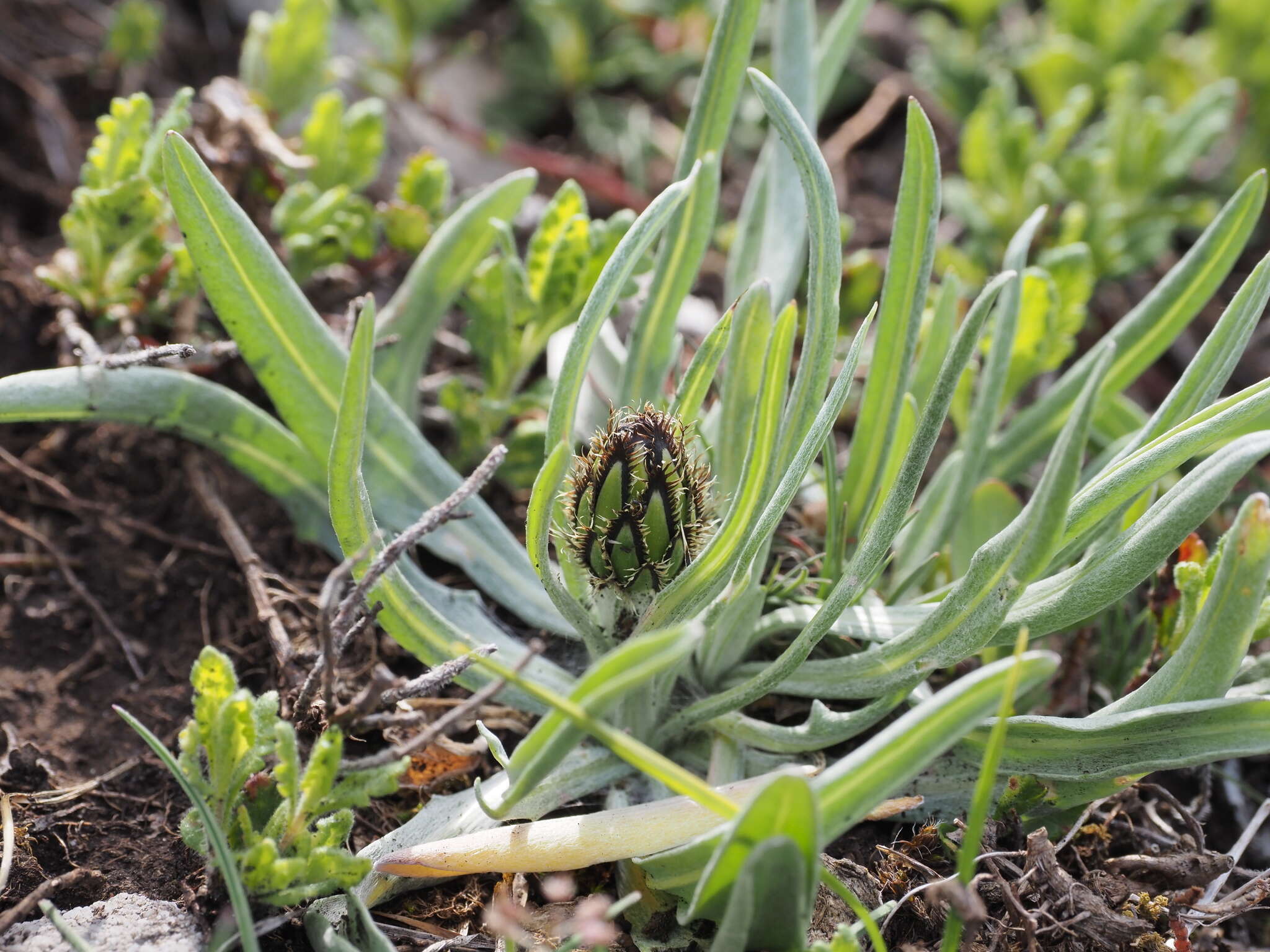 Plancia ëd Centaurea napulifera Rochel