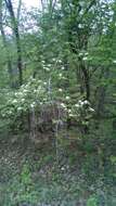 Image of flowering dogwood