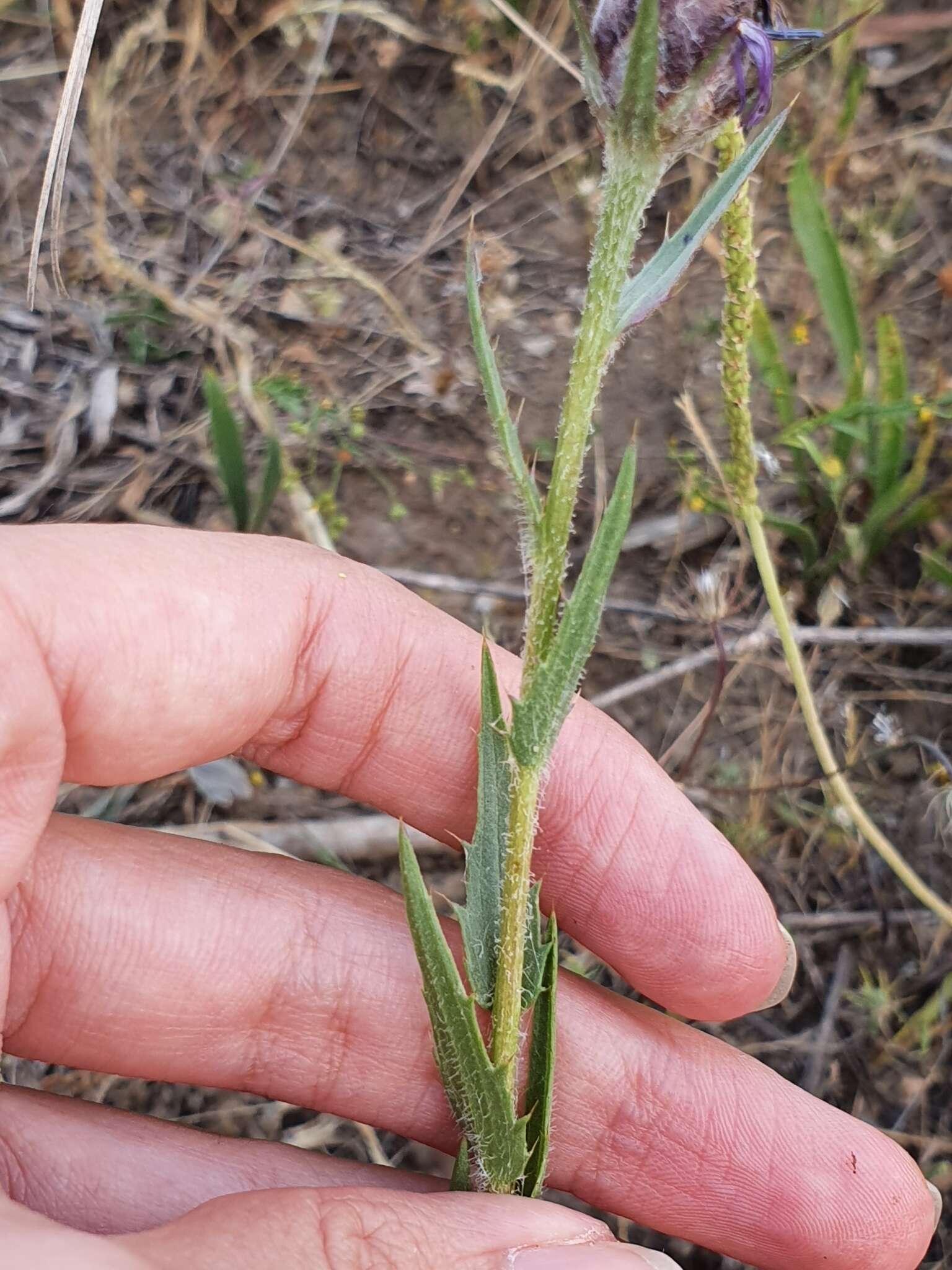 Image of Carthamus multifidus Desf.