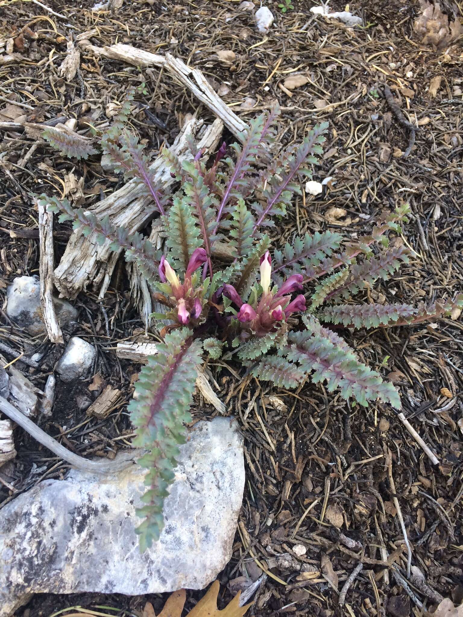 Image of dwarf lousewort