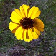 Imagem de Thelesperma filifolium (Hook.) A. Gray